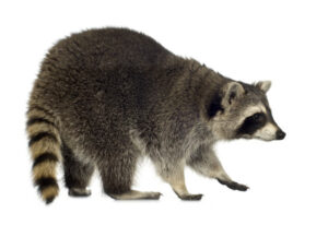 raccoon removal brantford