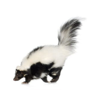skunk removal Brantford