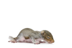 squirrel removal brantford